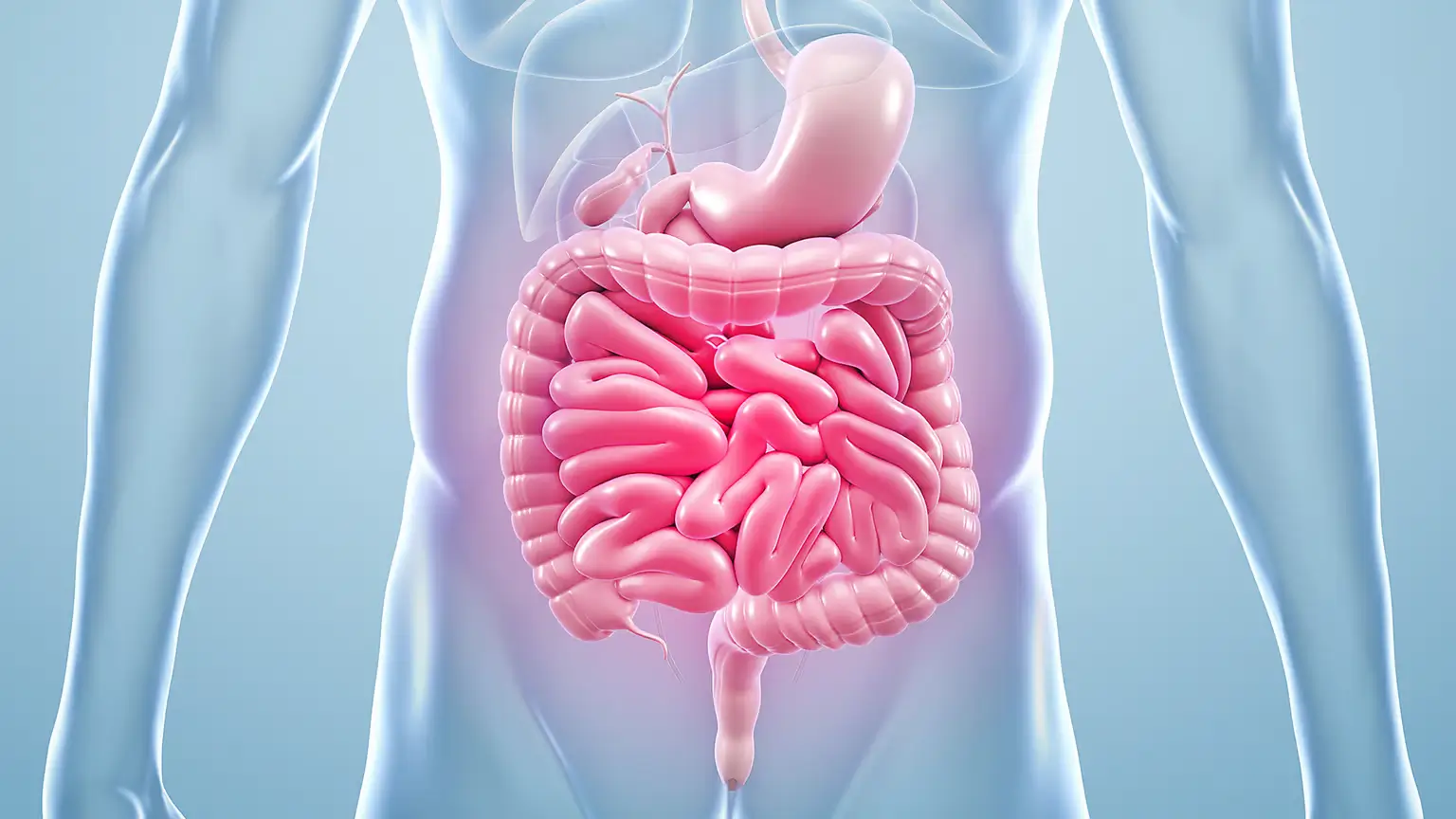 What is Gut Health, and Why Is It Important?